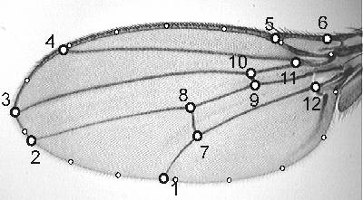 Drosophila wing with landmark and outline pseudolandmarks superinposed