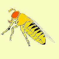 Artist impression of a Drosophila